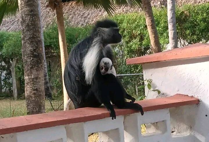 columbus monkey sanctuary