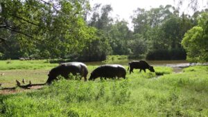 haller park mombasa kenya