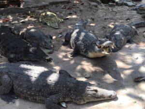 mamba village mombasa